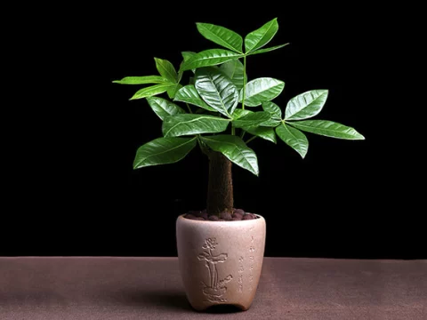 搬家送什么花最合适？这10种鲜花盆栽实用又有好兆头