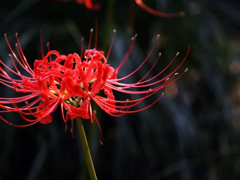 石蒜是彼岸花吗？揭秘“地狱之花”背后的浪漫误会
