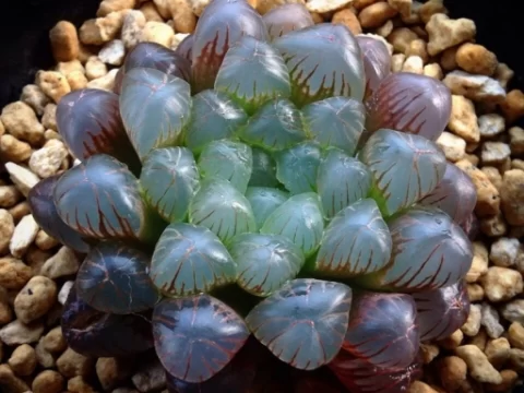 紫色多肉玉露是天然的吗？揭秘变色真相与选购指南