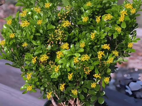 【新手必看】米兰花修剪时间有讲究！选对月份开花多一倍