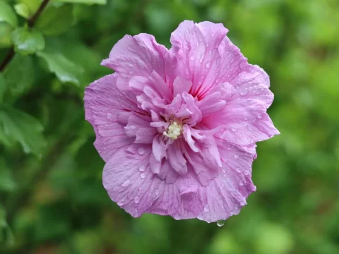 家里养木槿花真的好吗？3分钟看懂养护要点与避坑指南