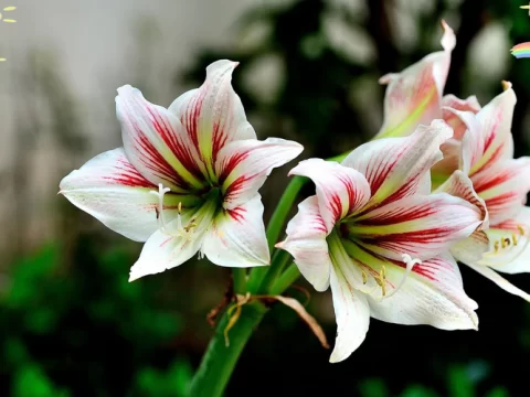 朱顶红花语：从传说到文化，解读这朵“花中君子”的深情寓意