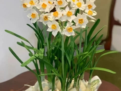 水仙花水培15天能开花吗？揭秘快速开花的技巧与养护误区