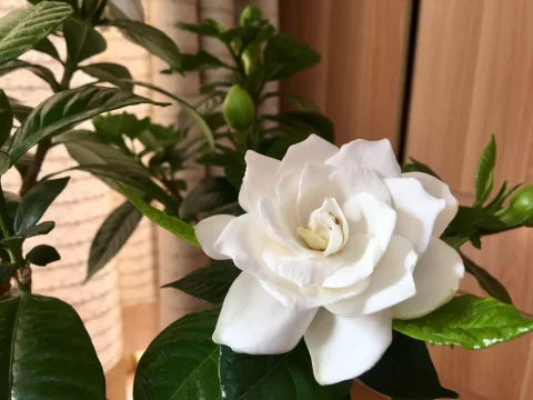 新手必看！让花卉植物旺盛生长的7个实用技巧，轻松打造阳台花园
