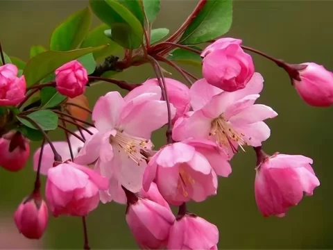 海棠花究竟有多少个品种？一篇文章带你揭秘“花中神仙”的多样性