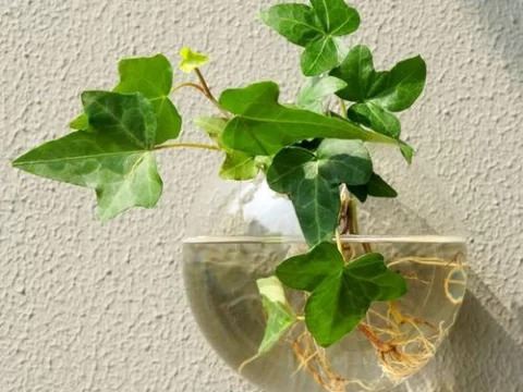 适合懒人养的水培植物推荐：10种好养又省心的选择
