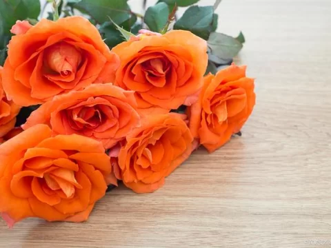 玫瑰的13种颜色花语解析：每一种颜色都是无声的情书