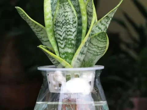 虎皮兰可以水培吗？手把手教你水培虎皮兰的懒人技巧