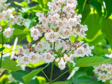 梓树：古老而神奇的“百木之长”，你了解多少？