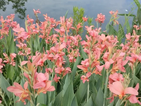 美人蕉的花语和寓意：承载美好祝福的自然使者