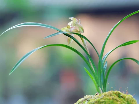 兰花喜阴还是喜阳？一篇文章讲透兰花的“阳光性格”