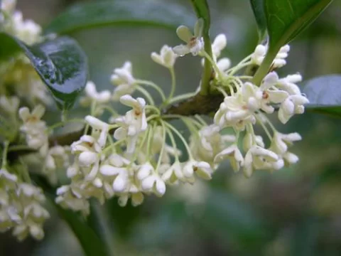 玉玲珑是什么花？探秘桂花园林中的“玲珑仙子”