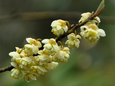 山苍子花花语：不争春色的淡黄精灵，为何被赋予“吉祥如意”的美意？