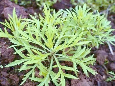 藜蒿是什么？揭秘这种“水中人参”的独特魅力