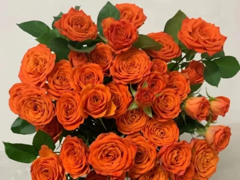 橙色玫瑰适合送给谁？解锁这份阳光花礼的5种心动场合