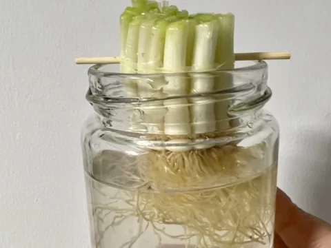 在家种葱不沾土！水培香葱全攻略，厨房小白也能轻松养出“绿色瀑布”
