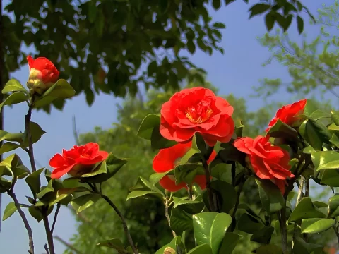 红色山茶花的花语与寓意：热情、高洁与理想之爱的象征