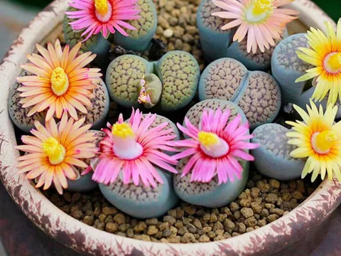 生活中常见的50种多肉植物：总有一款是你喜欢的