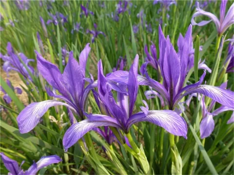 马兰花的寓意与象征：解读坚韧、爱情与希望的文化符号