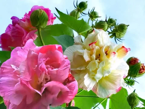 木芙蓉的花语：解读纯洁、高洁与相思背后的文化深意