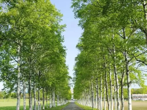 种杨树最佳株距行距揭秘：这个距离既高产又好管理！