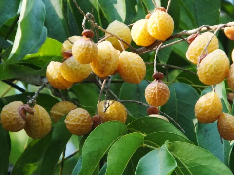 无患子：俗称“鬼见愁”“洗手果”，一棵树背后的千年传奇