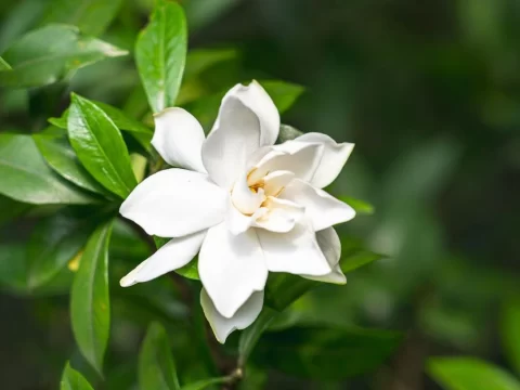 栀子花养护全攻略：新手也能养出香浓白花海的秘诀