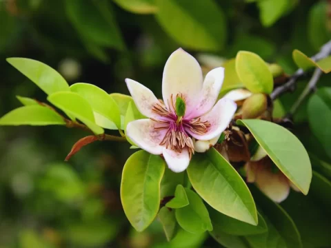 含笑花的寓意和象征：一株“笑而不语”的东方美学之花