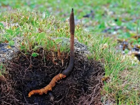 虫草生长在哪里？揭秘其独特的高原栖息地
