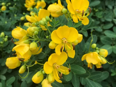 黄金梅的种植方法和注意事项