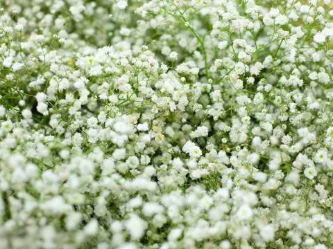 白色满天星的花语：藏在繁星中的温柔密语