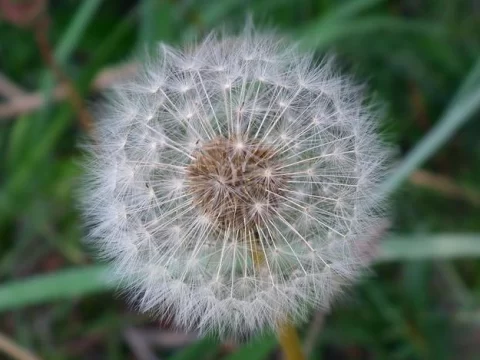 蒲公英的奥秘：特征与生长环境全解析