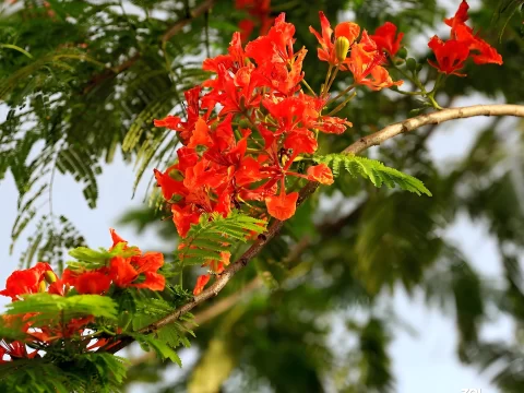 凤凰花是哪里的市花？揭秘这些城市的“火红名片”