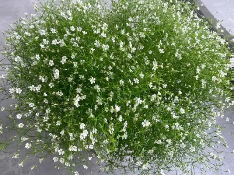 满天星有花粉吗？揭秘这种小花的繁殖秘密与养护要点