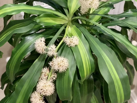 巴西木多久开花？揭秘养护诀窍与开花规律