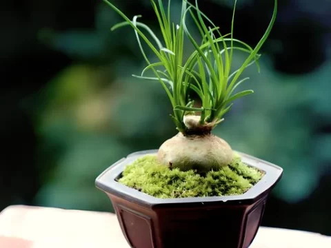酒瓶兰的种植方法和注意事项：从选土到防病全解析