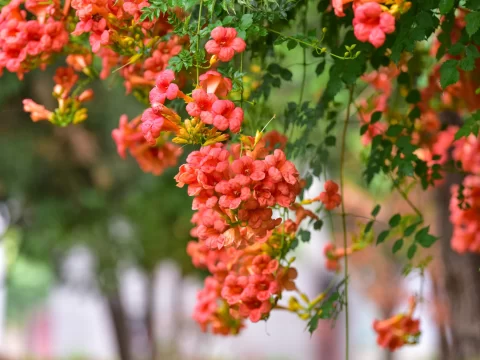 凌霄花的花语与寓意：从敬佩到母爱的深情解读