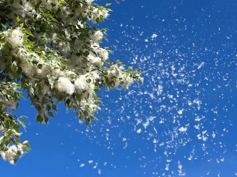 杨花什么时候开？揭秘杨树开花的季节与养护技巧