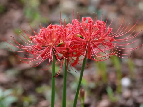 彼岸花长什么样？揭秘“花叶永不相见”的神秘之花