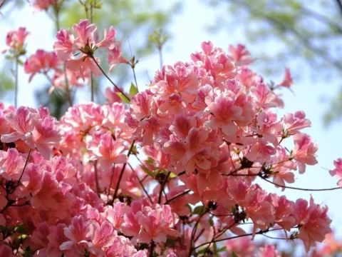 杜鹃花的花语及寓意：一朵花里的深情与传说 