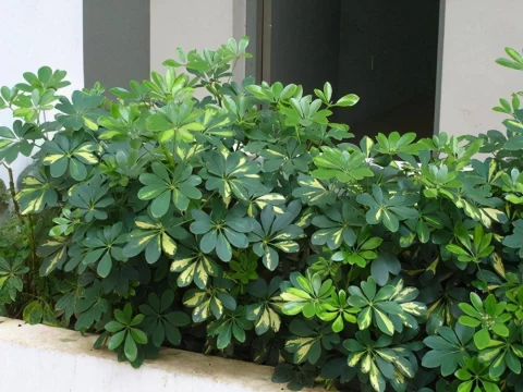 鹅掌柴和鸭脚木是同一种植物吗？一文读懂区别与辨认技巧