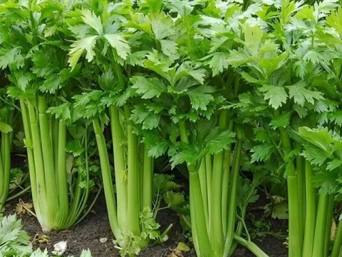 凉拌芹菜焯水几分钟最合适？掌握3个技巧保留脆嫩口感