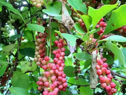 五味子的种植方法与注意事项