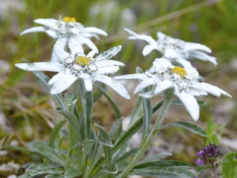 雪绒花的寓意是什么？解读高山之花的勇敢、纯洁与永恒