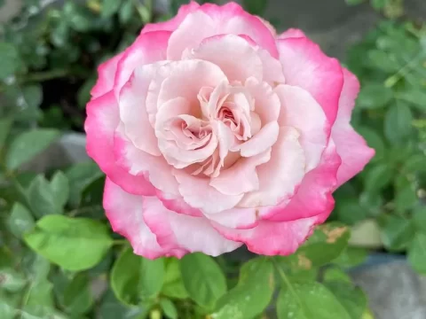 南烟月季的优缺点全面解析：新手必看的养护指南