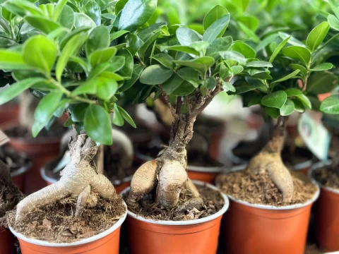 人参榕的寓意与象征：一株植物承载的千年文化智慧