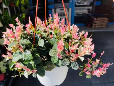 花叶络石的种植方法和注意事项