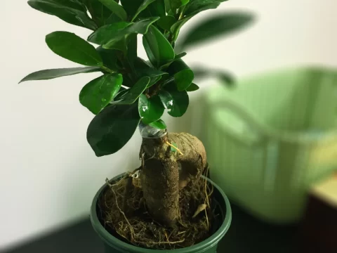 人参榕的种植方法和注意事项全解析