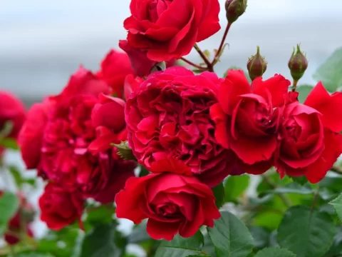 弗洛伦蒂娜月季的优缺特点全解析：打造花园的“红色风暴”