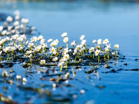 水性杨花泸沽湖几月开花？揭秘高原湖泊的“水中精灵”